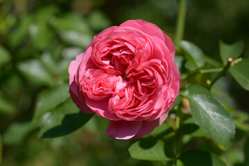 エリドゥ・バビロン　バラの花