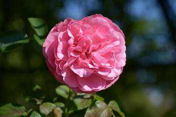 エリドゥ・バビロン　バラの花