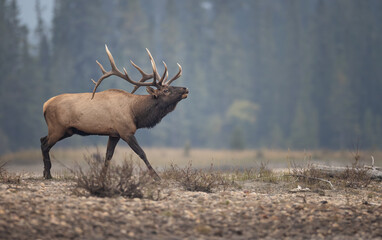 Bull elk during rut