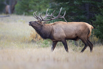 Bugling elk
