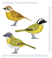 Cute Bird Chlorospingus Sparrow Set Cartoon Vector