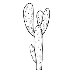 cactus decorative plant handdrawn illustration 