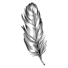 feather hand drawn illustration - obrazy, fototapety, plakaty