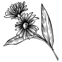 officinalis plants hand drawn illustration