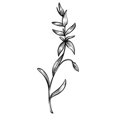 officinalis plants hand drawn illustration