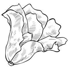 lettuce vegetable handdrawn illustration 