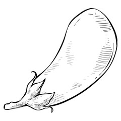 eggplant vegetable handdrawn illustration 