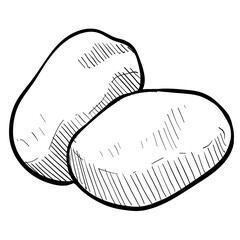 vegetable potato handdrawn illustration 
