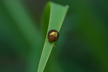 bug on a leaf