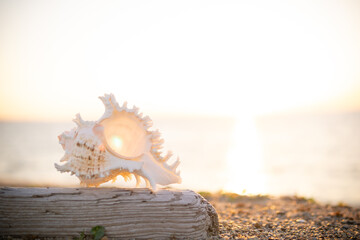 Obraz na płótnie Canvas 夕日と砂浜の貝殻
