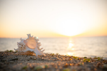 夕日と砂浜の貝殻