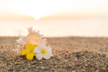 貝殻とプルメリアの花