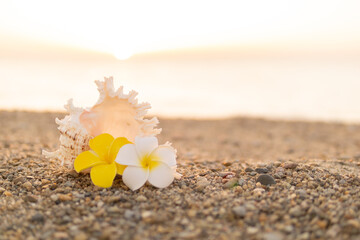 貝殻とプルメリアの花