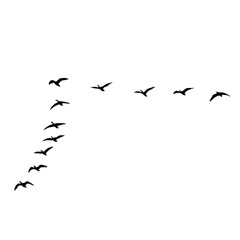 Flying bird silhouette