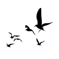 Flying bird silhouette