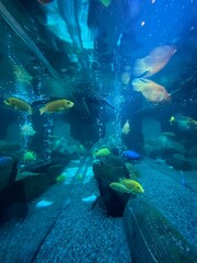 Fototapeta premium Peces