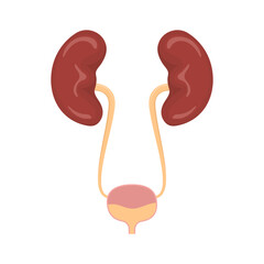 Human urinary system vector illustration