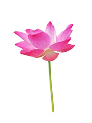 Waterlily (Pink lotus) blooming. png. Isolated on a white background. (clipping path)	