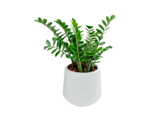 Rolgordijnen Zanzibar Gem. Zamioculcas zamiifolia (ZZ Plants) planted in a white pot. png. Isolated on White background and clipping path. © Chothip