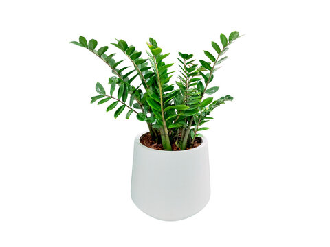 Zanzibar Gem.
Zamioculcas zamiifolia (ZZ Plants) planted in a white pot. png.
Isolated on White background and clipping path.