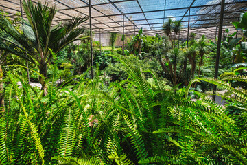 Fototapeta na wymiar Interior view of the cold house Estufa Fria is a greenhouse with gardens, ponds, plants and trees with fern in foreground in Lisbon, Portugal