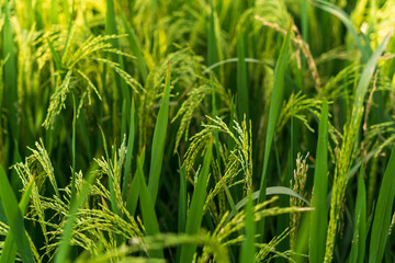 Ripe rice in the countryside farm,autumn harvest season