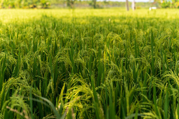 Ripe rice in the countryside farm,autumn harvest season
