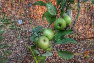 green apples on the branches of an apple tree in the garden