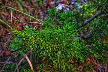  Juniperus procera plant