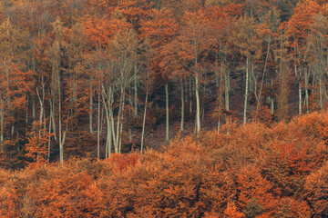 Autumn forest, corolful trees, can be used as background.