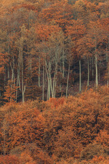 Autumn forest, corolful trees, can be used as background.