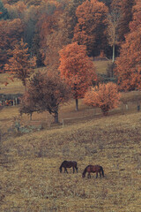 Two horses graze on a green hill surrounded by autumn forest.
