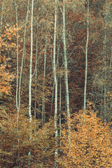 Obraz premium Autumn forest, corolful trees, can be used as background.