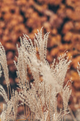 Chinese Miscanthus closeup, beautiful autumn background.