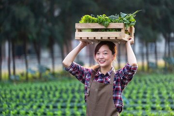 Asian woman farmer is carrying the wooden tray full of freshly pick organics vegetables over her...