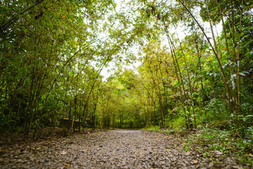 Taman Tungu path in the forest
