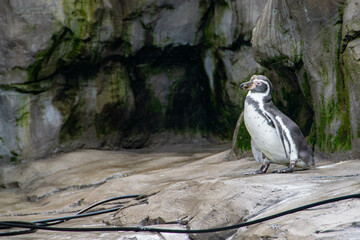 a penguin walking on rocks