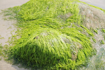green moss on the stone