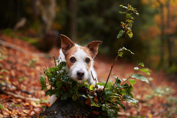 Dog in Forest. A curious Jack Russell Terrier dog peers over a rock, surrounded by forest foliage,...
