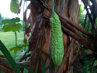 photo of creeping stem vegetable plants, bitter melon vegetables