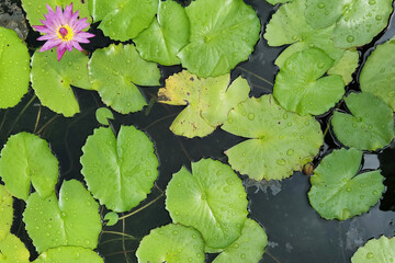 Close up purple color fresh lotus blossom or water lily flower blooming on pond background                               