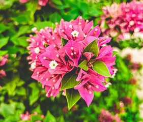 pink flowers