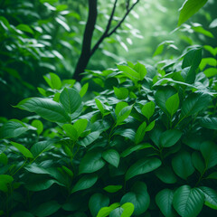 a lush green forest filled with lots of leaves
