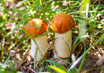 Mushrooms. Podosinovik. Gifts of the forest. Gifts of nature. Fresh aspen trees have grown in the...