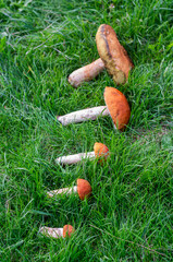 Mushrooms. Podosinovik. Gifts of the forest. Gifts of nature. Fresh aspen trees have grown in the...