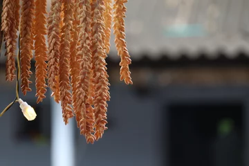 Fotobehang Close up of coconut  flowers on the terrace of the marriage  house in the south india © Arun Davidson 