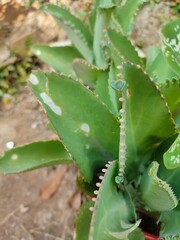 Kalanchoe pinnata green tiny plantlets around edges of parent plant. Kalanchoe Mother of Thousands , macro, close up. Bryophyllum Laetivirens leaves