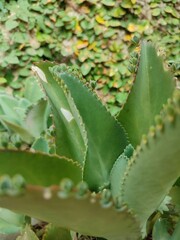 Fototapeta na wymiar Kalanchoe pinnata green tiny plantlets around edges of parent plant. Kalanchoe Mother of Thousands , macro, close up. Bryophyllum Laetivirens leaves
