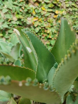 Kalanchoe pinnata green tiny plantlets around edges of parent plant. Kalanchoe Mother of Thousands , macro, close up. Bryophyllum Laetivirens leaves