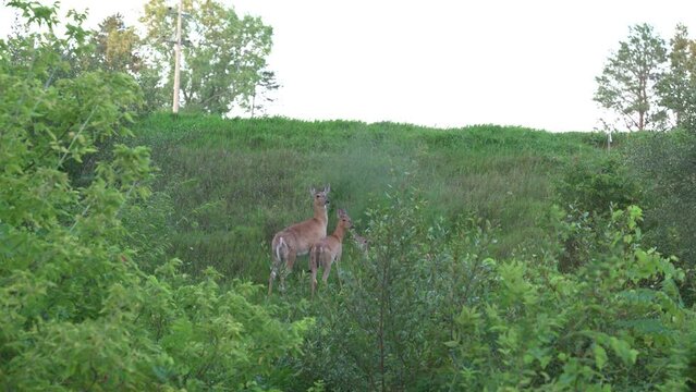 Deer on the side of the highway with cars passing by. Highway safety to avoid deer crashes
